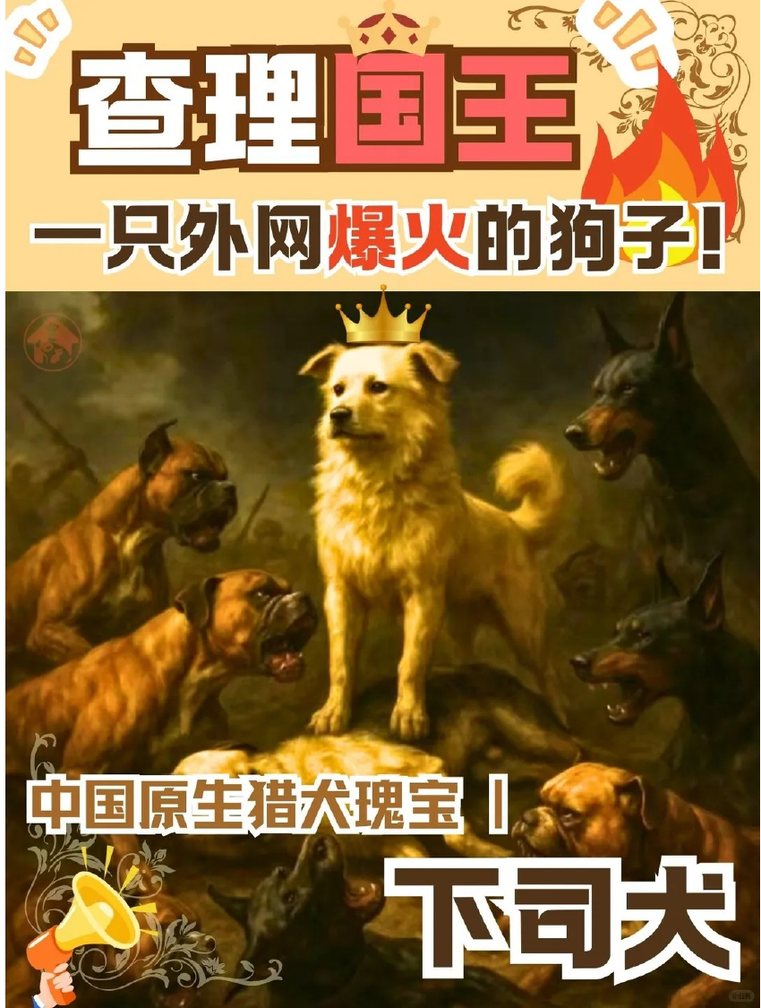 土狗逆袭海外查理国王走红
